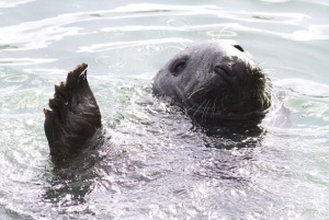 查理在向人群招手,以此吸引人注意获得更多食物