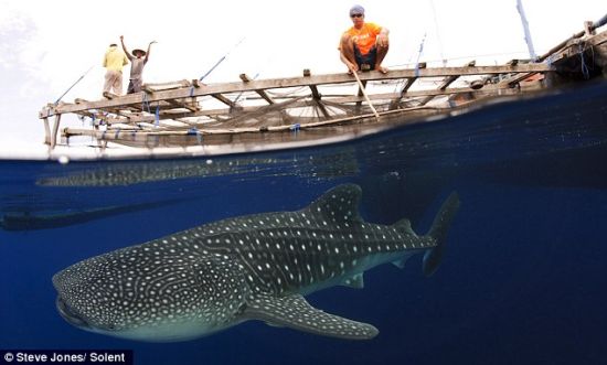 一头身躯巨大的鲸鲨,嘴宽1.5米,长有300到350排微小的牙齿