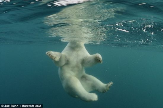 布尼慢慢靠近这种动物,以便可以拍摄到水上和水下的错层式照片